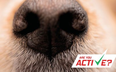 Four reasons why logistics operations should get ‘Active’ with system6000™
